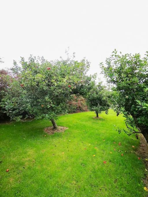 Orchard Cottage Dingle Extérieur photo